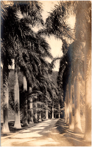 Royal palm avenue - royal,